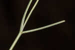 Perennial saltmarsh aster